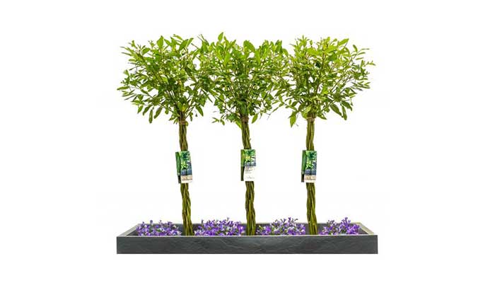 free plant