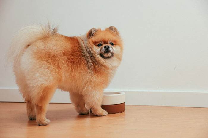 collapsible bowl